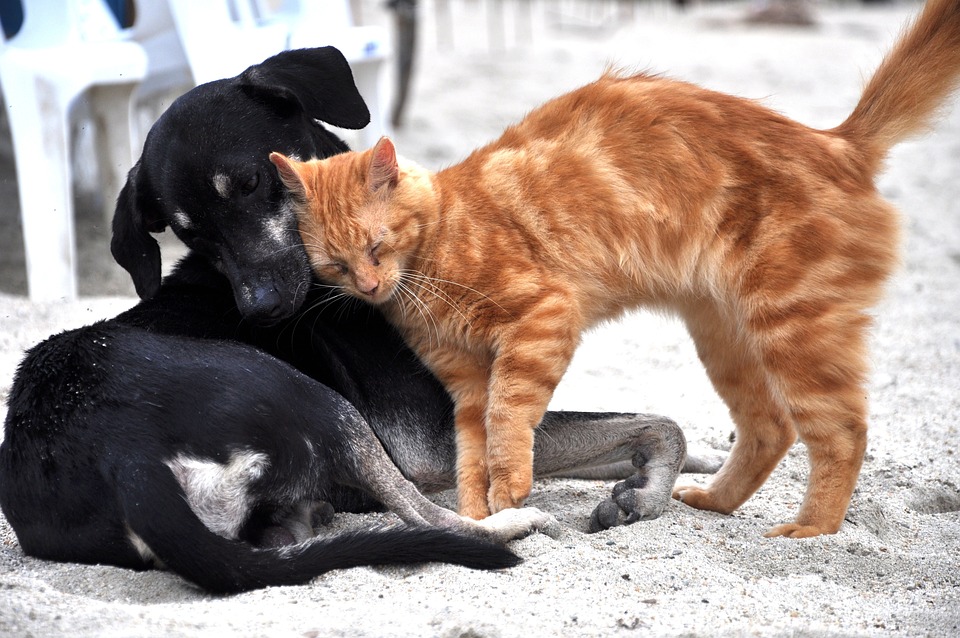 habituer un chat et un chien à vivre ensemble 